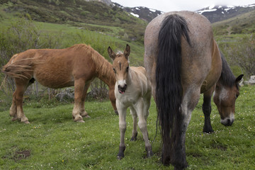 Fototapeta premium Wild foal and horses
