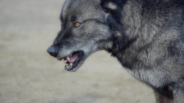Trained wolf feasting on a piece of meat (close up shot )
