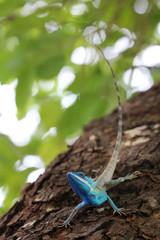 Blue-crested or Indo-Chinese Forest Lizard on a tree in the garden