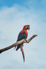 Scarlet Macaw isolated on branch