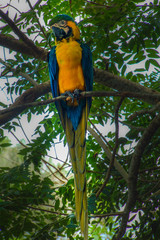 Blue Macaw percehd on a branch