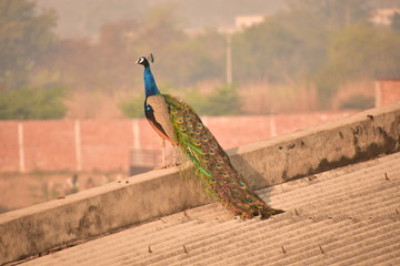 Peacock