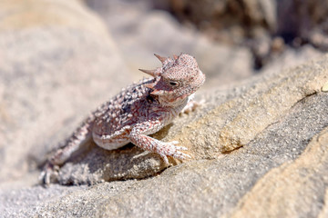 Desert Horned Lizard