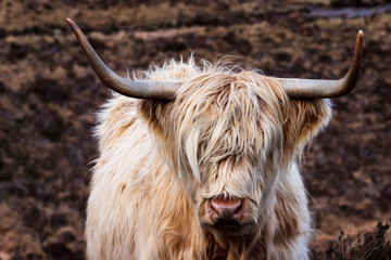 Long haired white Highland Cattle on Isle of Skye, Scotland