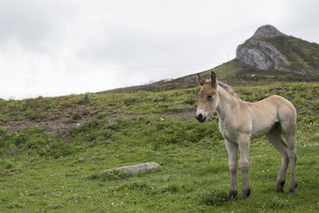 Portrait of a foal