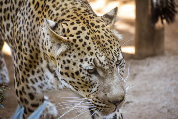 Fototapeta premium A closeup of an African leopard