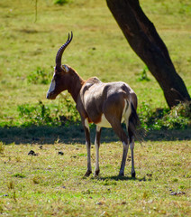 A South African Blesbok antelope standing on a field of grass