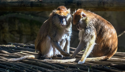 Two brown monkeys grooming each other in the sun
