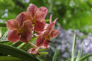Red Orchid closeup