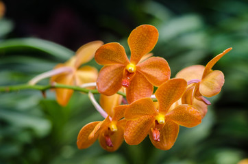 Orange Orchid closeup