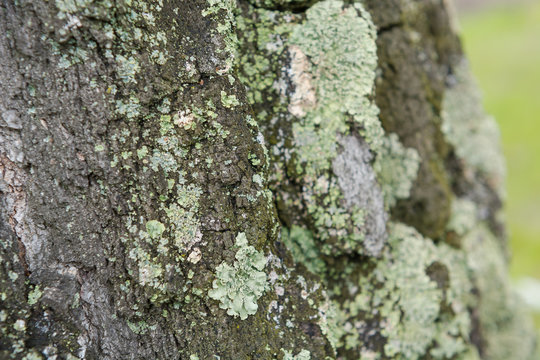 Moss on a tree. Moss on the birch.
