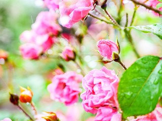 Fototapeta premium pink blossom