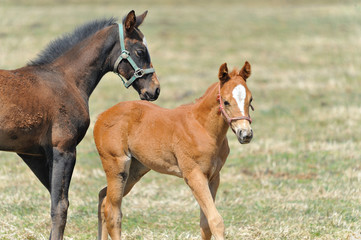 Obraz premium サラブレッド 子馬