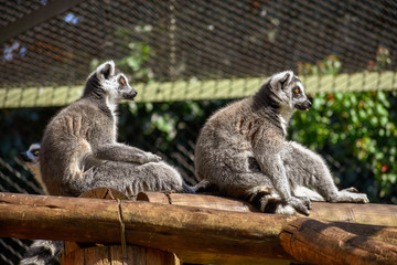 Two ring-tailed lemurs sitting on a deck staring out of their cage