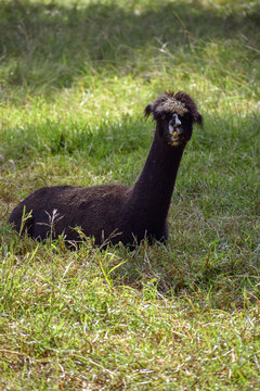 A black adult lama resting in the shade on thick green grass