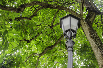 Lamp post closeup beneath a tree 