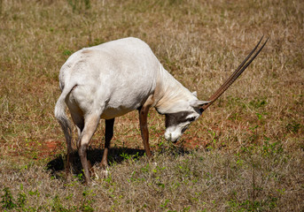 An Arabian Oryx peacefully grazing