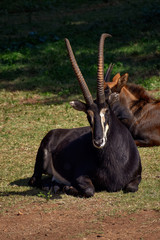A male sable antelope comfortably resting in the summer sun