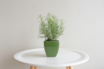 Rosemary plant in green ceramic container on small white round table against neutral wall background