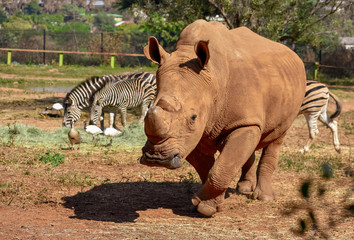 Fototapeta premium A curious large white rhino approaches with its horn protruding from the tip of its nose.