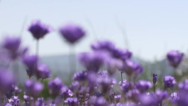 Blue Dick Wildflowers