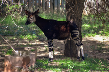 A lone okapi standing in the shade at a manmade watering-hole 