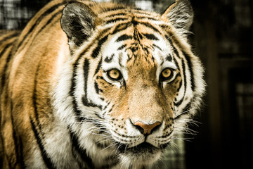 Fierce Tiger stare