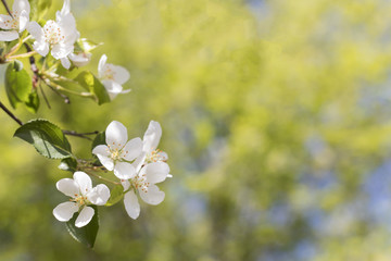 Beautiful branch of flowering apple tree on blurred background with copy space. Flowers Apple tree close-up. Macro. Blooming garden in spring.