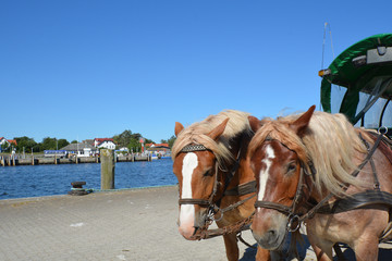 Pferdekutsche im Hafen Vitte, Insel Hiddensee, Rügen