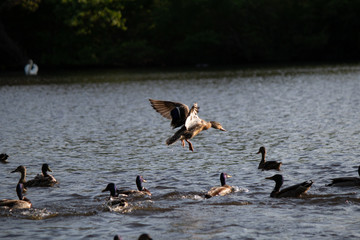 fun at the lake