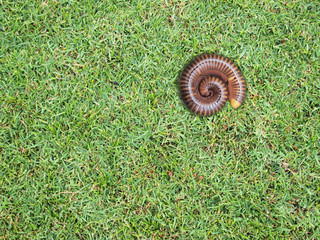 Green grass background