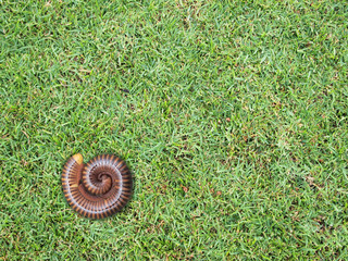 Green grass background