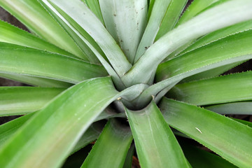 Obraz premium top view of pineapple tree