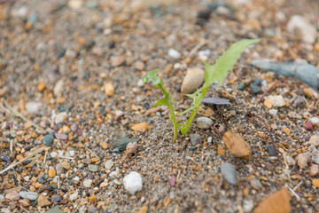Grass in the sand close up.