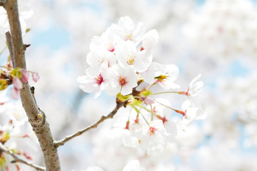 桜