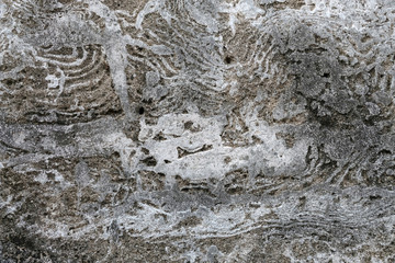 Grey grunge texture cement wall. copy space