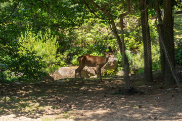 Deer in Nara Park. Japan.Deer is cherished as a divine force of God