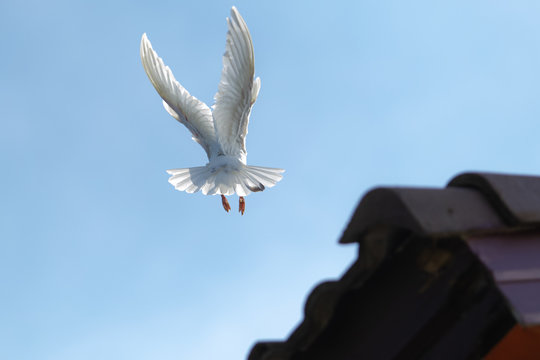 white feather homing pigeon bird approaching for landing to home roof