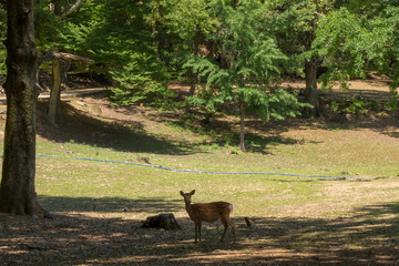 Deer in Nara Park. Japan.Deer is cherished as a divine force of God