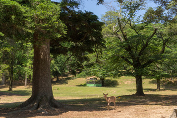 Deer in Nara Park. Japan.Deer is cherished as a divine force of God