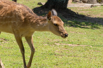 Deer in Nara Park. Japan.Deer is cherished as a divine force of God