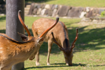 Deer in Nara Park. Japan.Deer is cherished as a divine force of God