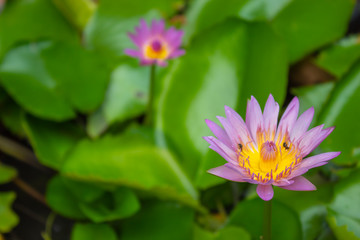 Lotus pink water droplets stick flowers and leaves. After the rain.