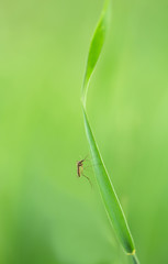 Mosquito resting on grass 