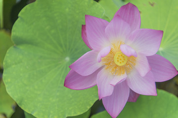 close up of lotus
