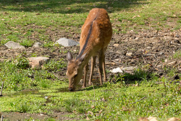Deer in Nara Park. Japan.Deer is cherished as a divine force of God