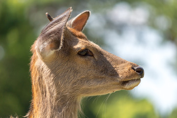 Deer in Nara Park. Japan.Deer is cherished as a divine force of God