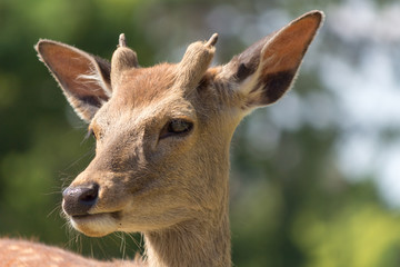 Deer in Nara Park. Japan.Deer is cherished as a divine force of God