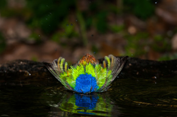 Bathing Painted Bunting