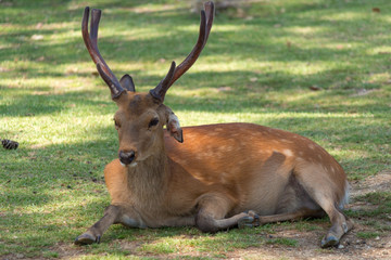 Naklejka na ściany i meble Deer in Nara Park. Japan.Deer is cherished as a divine force of God